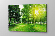 Obraz Zeleň v parku 1671